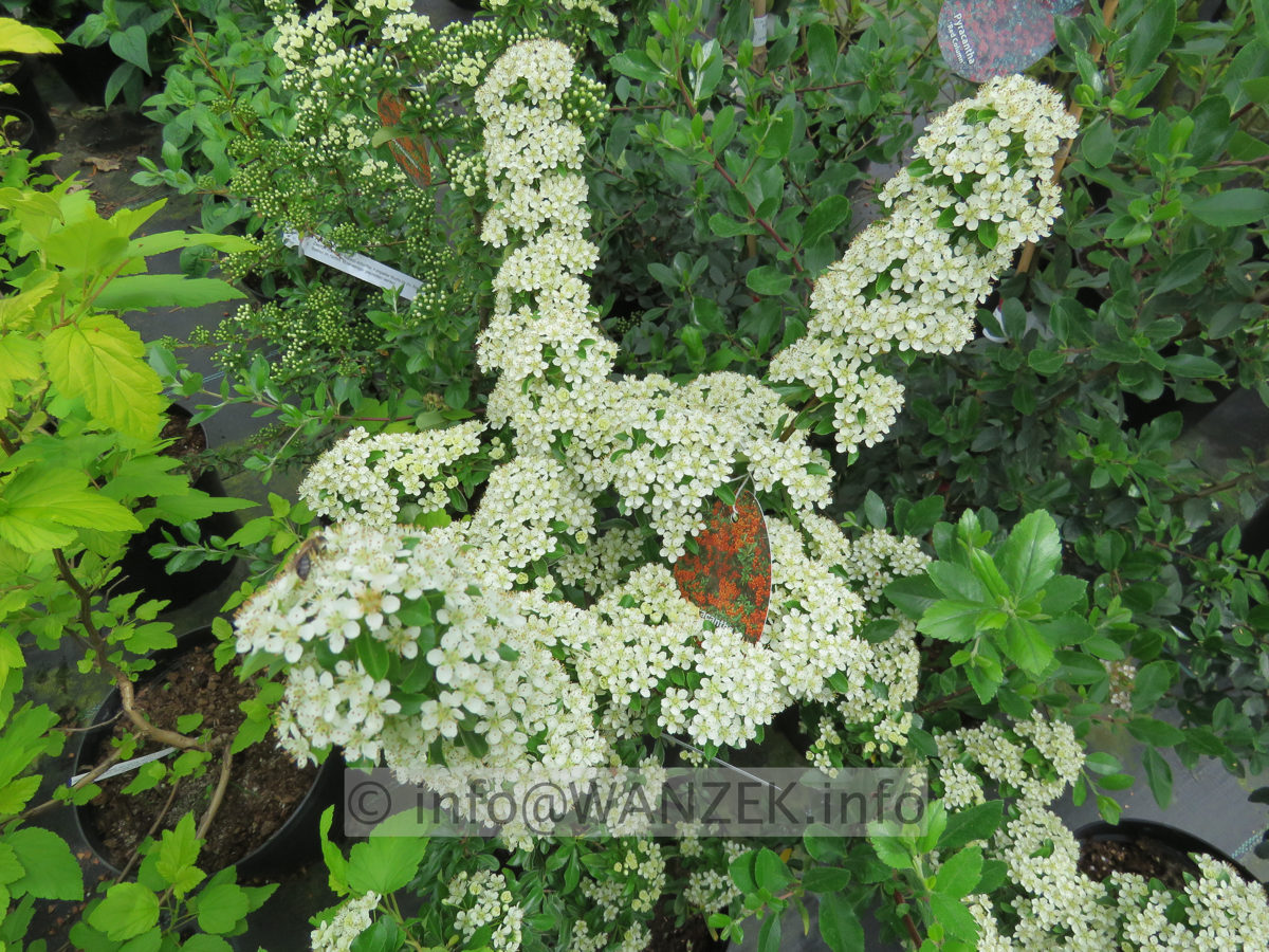 Pyracantha Teton 01 Bluehend.JPG